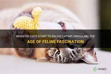 when do cats start to like catnip