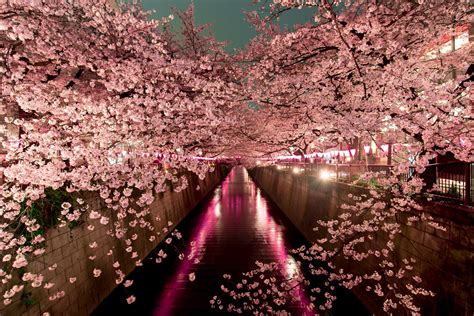 when do cherry blossoms bloom in japan