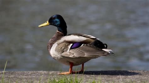 when do ducks get their feathers