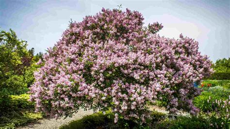 When Do Dwarf Lilac Trees Bloom