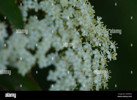 When Do Elderflowers Bloom Uk