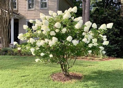 When Do Hydrangea Trees Bloom In Michigan