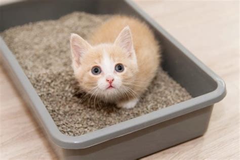 When Do Kittens Start Using Litter