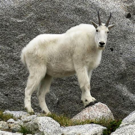 when do mountain goats breed