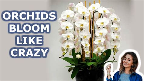 When Do Orchids Finished Blooming