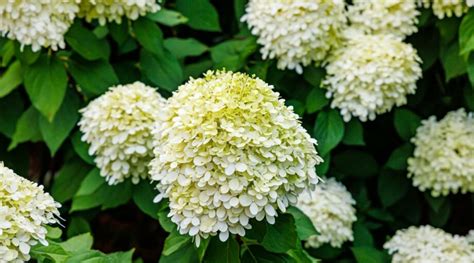 When Do Panicle Hydrangea Bloom