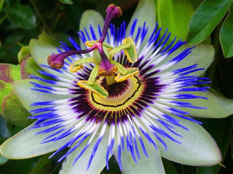 when do passion flowers bloom uk