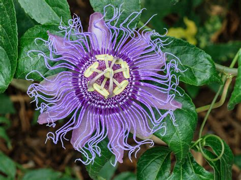 when do passion fruit vines flower