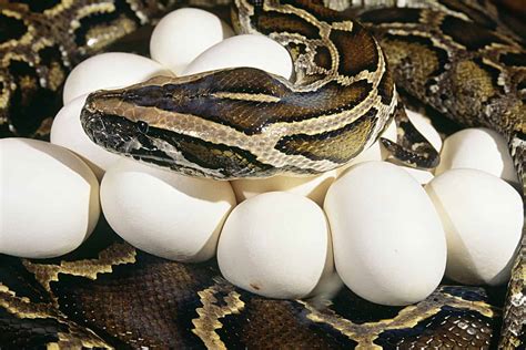 When Do Pythons Lay Eggs