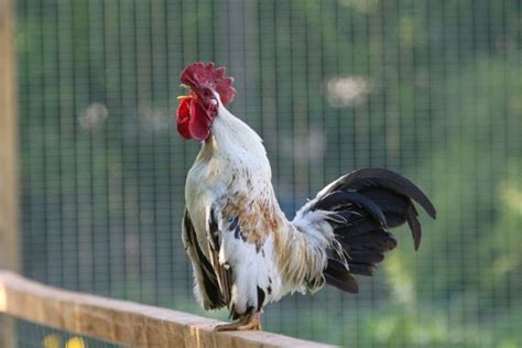 when do roosters start crowing age