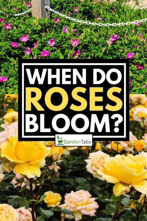 When Do Roses Bloom In Ohio