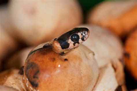 when do snake eggs hatch