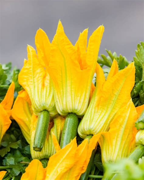 When Do Squash Blossoms Open