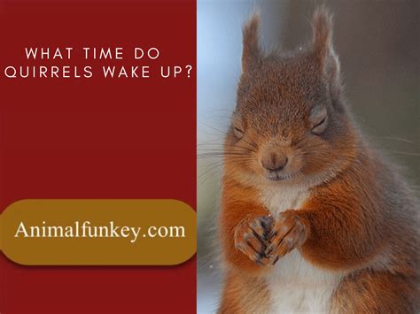 when do squirrels wake up