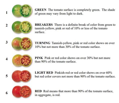 When Do Tomatoes Stop Ripening