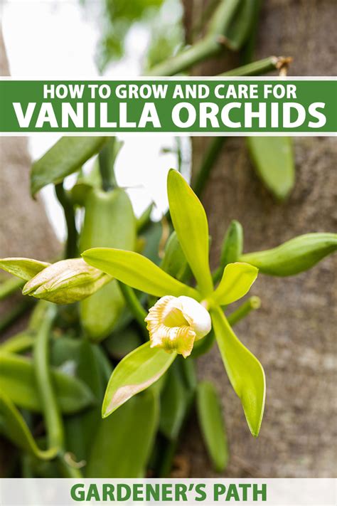 When Do Vanilla Orchids Bloom