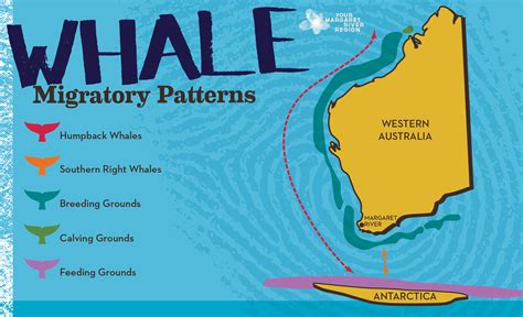 when do whales migrate south in australia