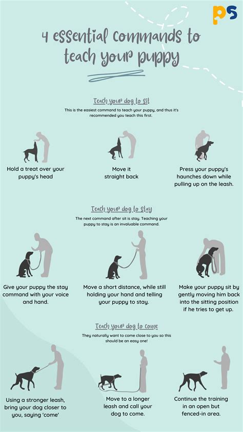 When Do You Start Teaching A Puppy Commands