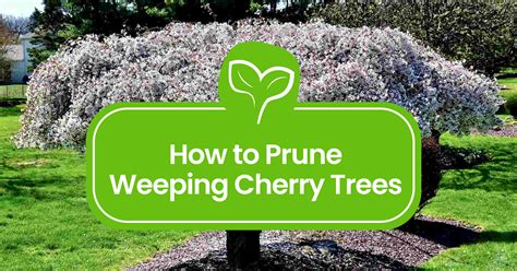 When Do You Trim Weeping Cherry Trees