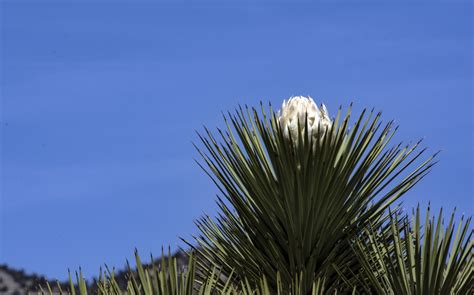 When Do Yuccas Bloom