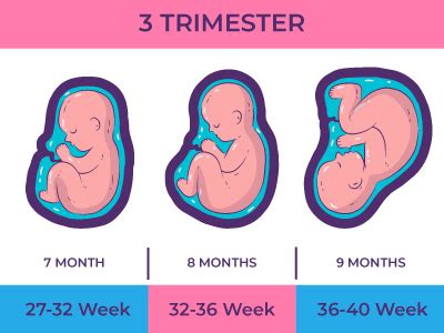when does 3rd trimester begin