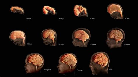 when does a baby's brain begin to develop