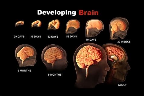when does a baby get brain function
