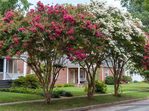Crepe Myrtle Not Blooming Getting Crepe Myrtle Trees To Bloom