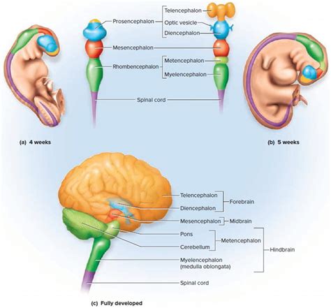 when does a fetus get brain function