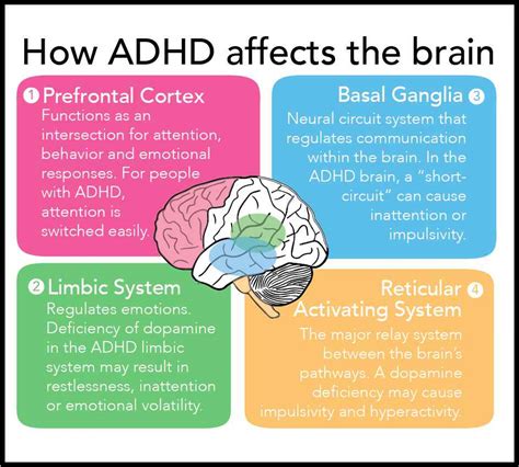 when does adhd develop