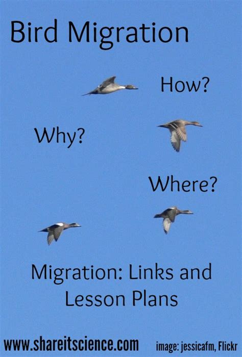 when does bird migration happen