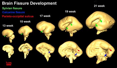 when does brain development begin in utero