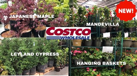 When Does Costco Start Selling Plants
