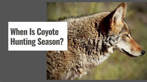 when does coyote season end