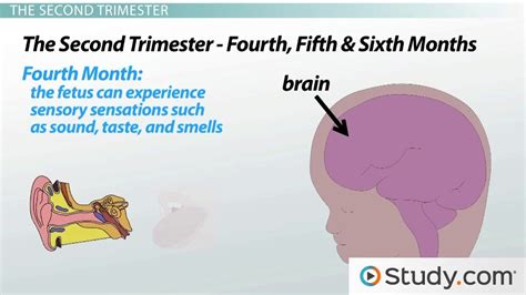 when does fetus develop brain activity