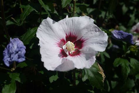 When Does Hibiscus Emerge