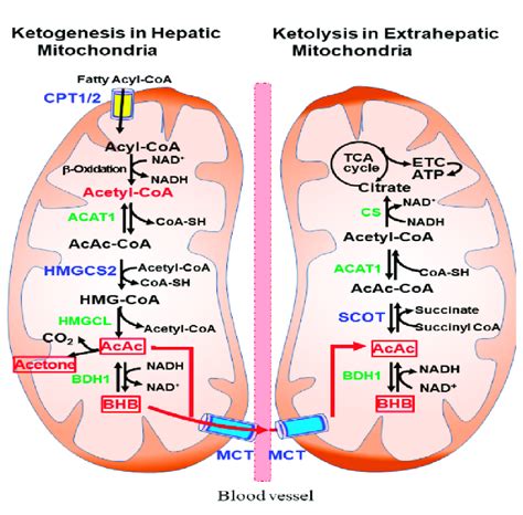When Does Ketogenesis Occur