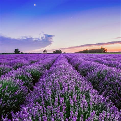 When Does Lavender Bloom In Ct