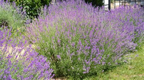 When Does Lavender Flower In Uk