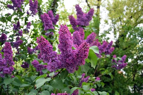 When Does Lilac Flower Uk