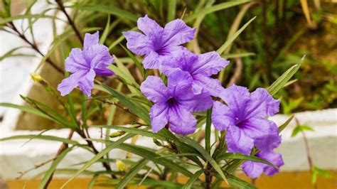 When Does Mexican Petunia Bloom