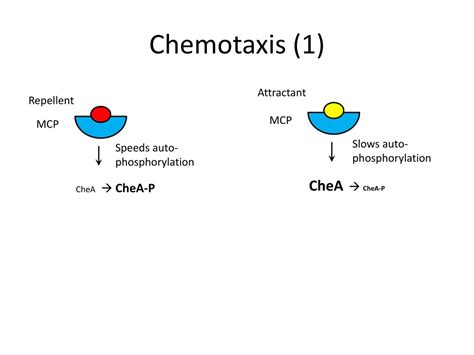 when does positive chemotaxis occur