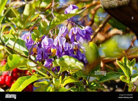 When Does Potato Vine Flower Uk