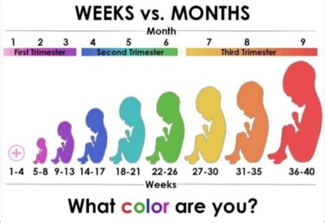 Understanding Pregnancy: When Does the Second Trimester Begin and What to Expect