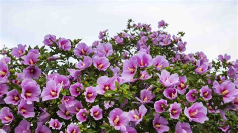 When Does The Rose Of Sharon Bloom