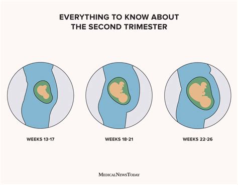 when does the second trimester begin week by week