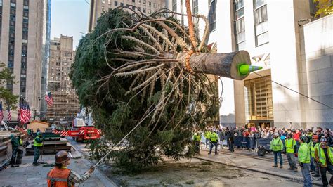 When Does Tree Go Down In Nyc
