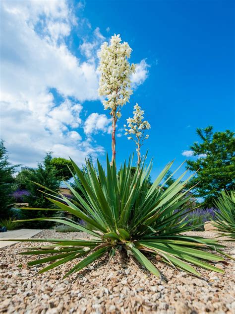 When Does Yucca Plant Bloom