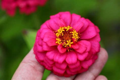 When Does Zinnia Bloom