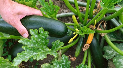 When Does Zucchini Start To Grow